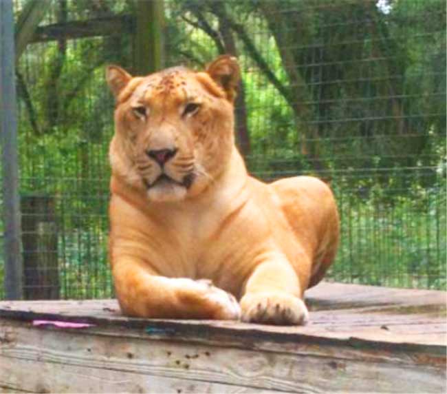 Liger Enclosure - Ainad Shrine circus Liger Zoo.