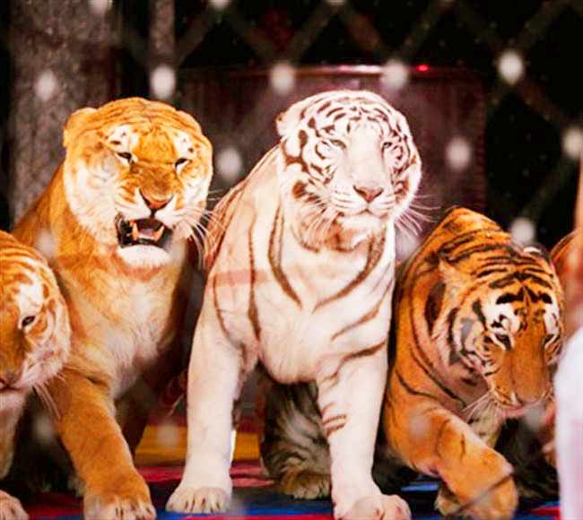 Male Liger at Ainad Shrine Circus - Liger Zoo