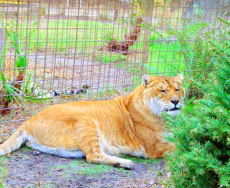 Liger Zoo Big Cat Rescue Center, Tampa, Florida, USA.