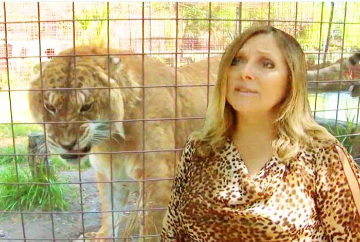 Carole Baskin CEO at Big Cat Rescue Center Liger Zoo located in Tampa, Florida, USA.