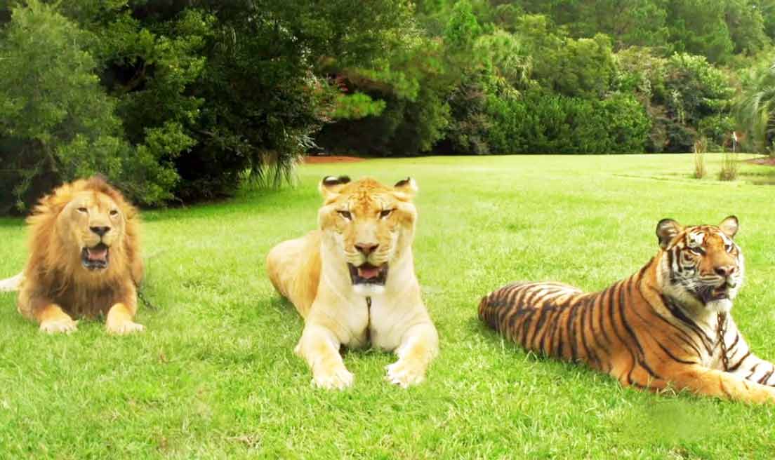 Myrtle Beach Safari is the biggest Liger Zoo in the world.