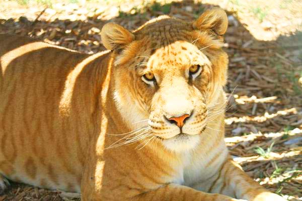 Ligers offer big cat conservation at Serenity Springs Wildlife Center Located at Calhan, Colorado, USA.