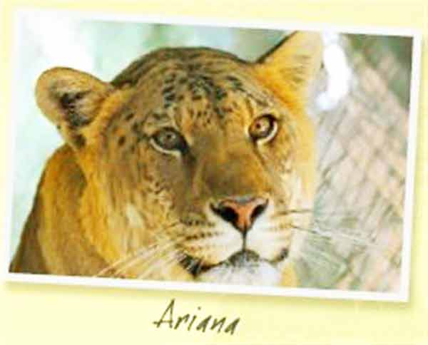 Ariana the Liger lives at Wildlife Waystation Liger Zoo.
