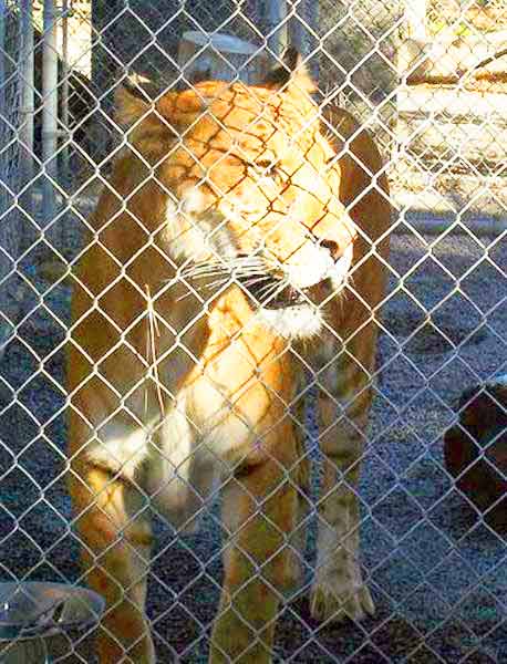 Liger Zoo Wild Life Waystation is located at California, USA.