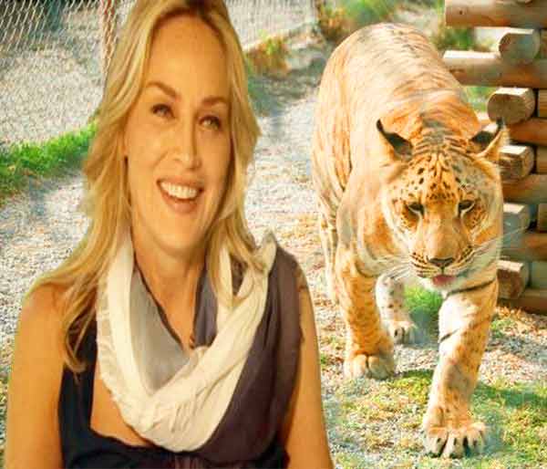 Sharon Stone has worked with Wildlife Waystation Liger Zoo in California, USA.