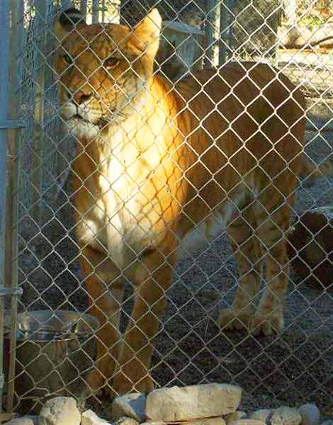 Wildlife Waystation is a famous Liger Zoo at California USA. 