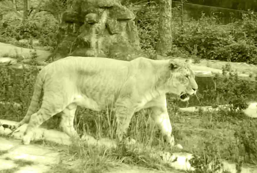 Liger Zoo at Bloemfontein is one of the pioneers in breeding ligers. This Liger Zoo is located at South Africa.