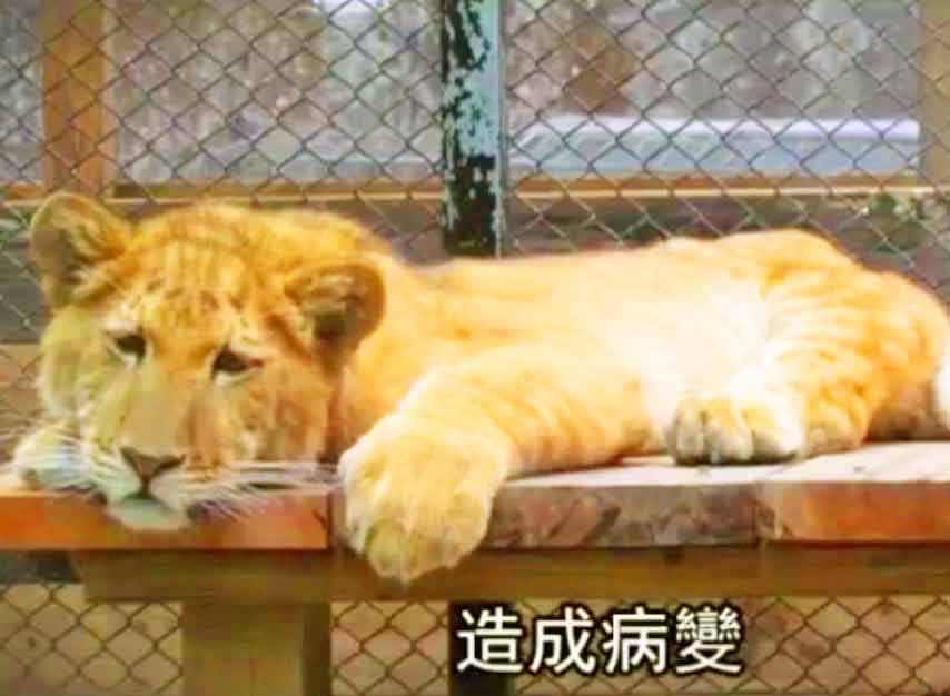 Liger Zoo in Taiwan. Liger Zoos in Taiwan face restrictions.