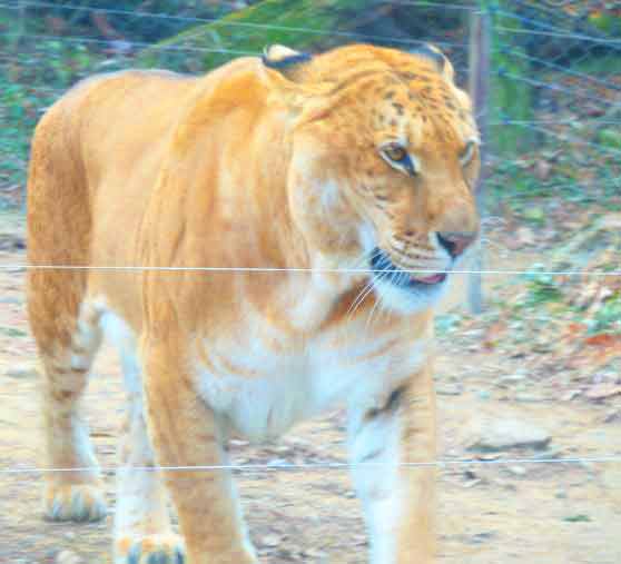 Liger Zoos offer Animal Conservation and animal preservation.