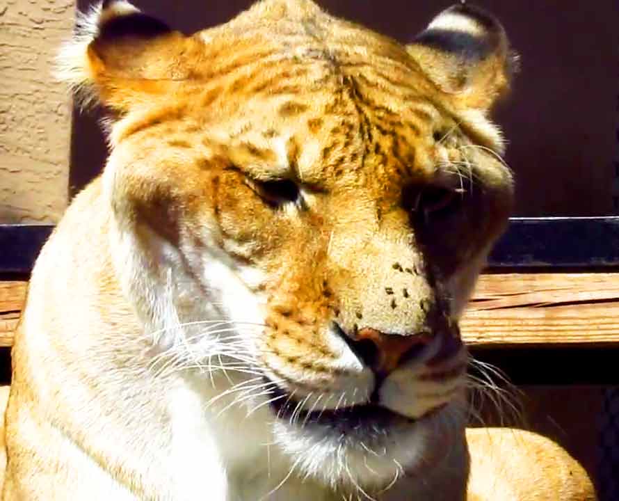 Liger Zoos are also facing a lot of criticism for cross breeding of lions and tigers.