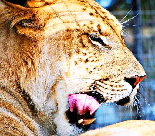 Liger Zoos offer Research about ligers. 