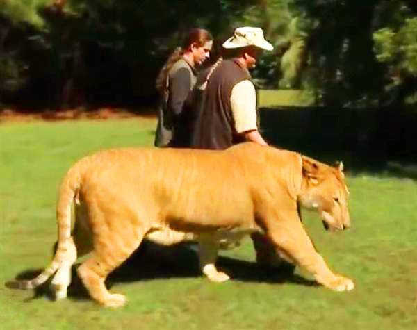 Liger Zoos in USA are maximum and represents half of total worlds liger zoos.